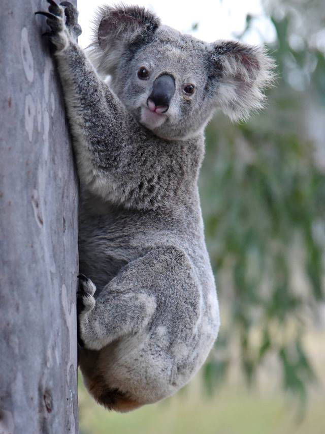 Honey bear is a local koala we monitor for health and movement