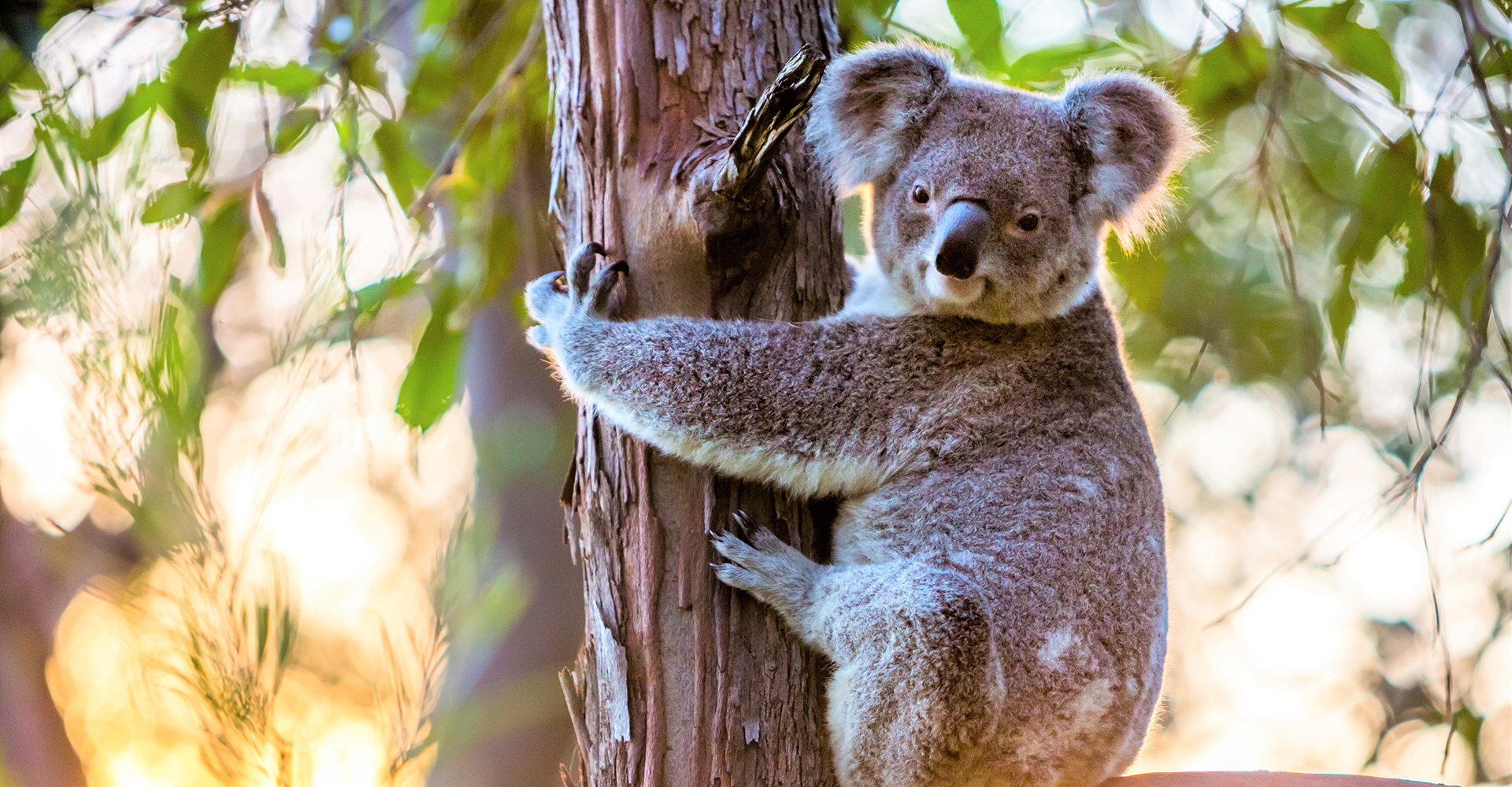 We have high populations of Koalas in the Amamoor area