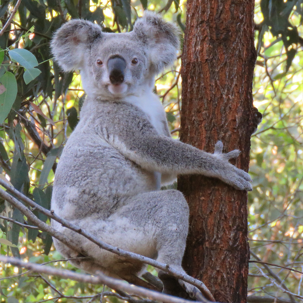 Each area has local gum trees that koalas favour