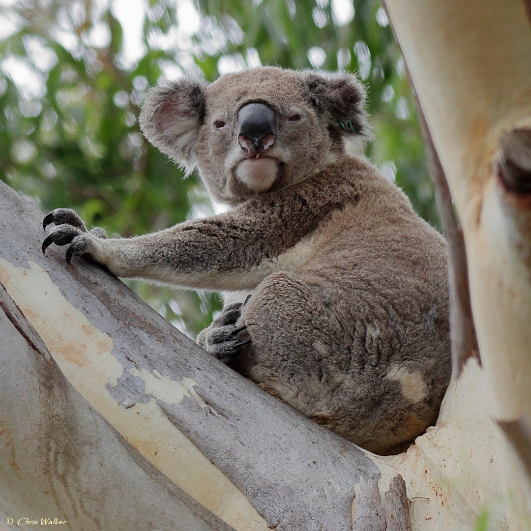 An older male koala that we monitor